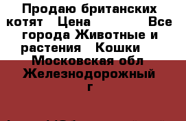 Продаю британских котят › Цена ­ 30 000 - Все города Животные и растения » Кошки   . Московская обл.,Железнодорожный г.